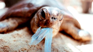 It's believed turtles are attracted to plastic bags because of their likeness to jellyfish.