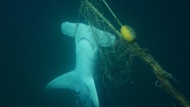A dead great hammerhead shark found caught in a net near a beach on the Gold Coast.