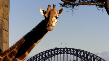 Law Of The Jungle Taronga Sues Rival Over Sydney Zoo Name