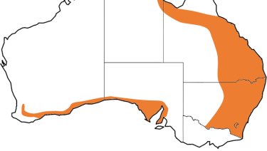 Current species distribution map for the common death adder (Acanthophis antarcticus) – the deadly snake is now believed absent from Victoria and under threat other parts of its former range such as Queensland. 