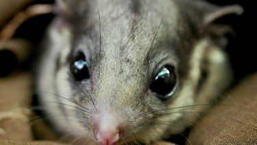 Victoria's fauna emblem, the Leadbeater's possum. 