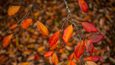 Autumn Is Coming Writers Reflect On The Change Of Season - 