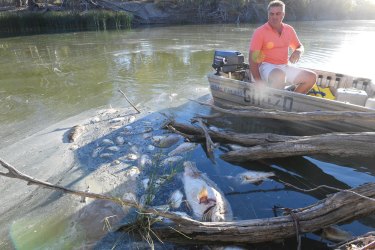 Graeme McCrabb on his tinnie in the Darling River, floating among dead Murray cod and other fish just after the second of three big fish kill events near Menindee in January 2019.