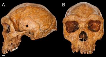 The Broken Hill (Kabwe 1) skull, one of the best-preserved fossils of the early human species Homo heidelbergensis.