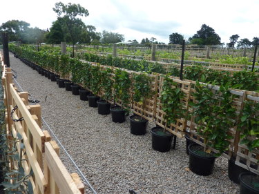 The citrus aisle at Merrywood Plants