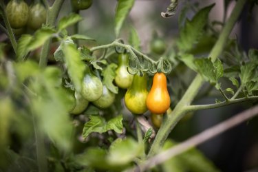 Tomatoes in one of the gardens.