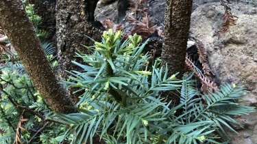 A Wollemi pine begins its recovery by coppicing, or resprouting.