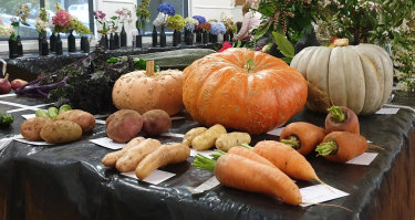 Pumpkins and other vegetables vie for attention