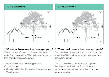 Sydney's inner west tree removals surge under council clearing policy