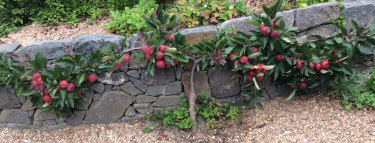 Apples in Deborah Hambleton’s Malmsbury garden 