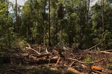 Forestry operations in the Lower Bucca State Forest, near Coffs Harbour, northern NSW. The EPA sought to limit logging in the forest after nearby bushfires but were overruled by John Barilaro, who is the minister in charge of forests. 
