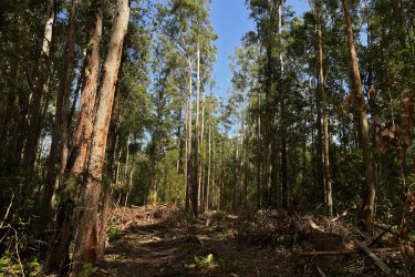 Destroyed trees and vegetation in the Lower Bucca State Forest, near Coffs Harbour, NSW. 