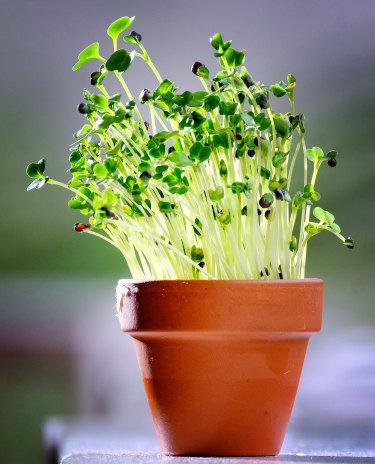 The students’ microgreens are almost ready to harvest.