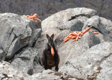 A brush-tailed rock-wallaby in the Blue Mountains with a food drop after the big 2019-20 bushfires. Despite the widespread destruction of habitat, the NSW government is cutting the funding for its Saving Our Species program by one-quarter.