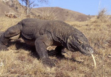 The world-famous Komodo dragon is among the species singled out by the International Union for Conservation of Nature as likely to face increased threats as the planet warms.