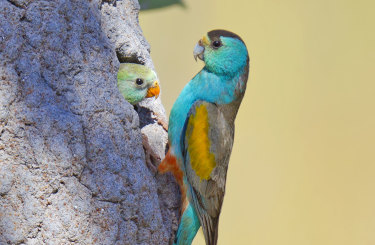 Species such as the highly endangered golden shouldered parrot are among those at risk. The Morrison government is hoping to sign ‘one-touch’ approval agreements with the states and territories that critics say won’t do enough to reverse the threats for many species. 