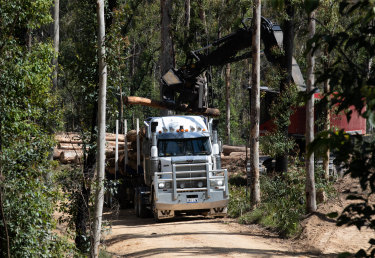 A logging truck is loaded up with timber in a region of the South Brooman State Forest. A report by the Natural Resources Commission into forestry after the bushfires is sitting with ministers but has not been released because of â€˜cabinet confidentialityâ€™.