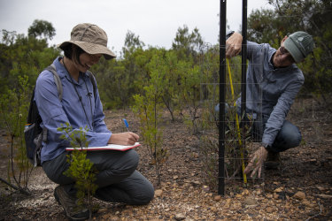 Ecologist Enhua Lee (left) from the NSW Government’s Saving Our Species unit checks on progress of one of the plantings of the Cattai tree in its new climate-friendly location south of Sydney. She is joined by Brett Summerll, director Science and Conservation at the Royal Botanic Garden.