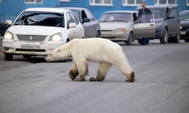 The polar bear was filmed by teenagers who said they stood some 40 or 50 metres away, and it showed no sign of aggression.