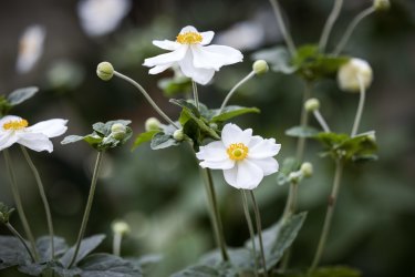 Japanese anemo<em></em>nes in one of the gardens.