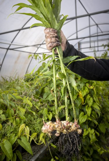 Rimpang jahe tumbuh di polytunnel Burnley