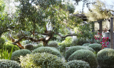 Clipped shrubs below a Stringybark in Shawâ€™s home garden.