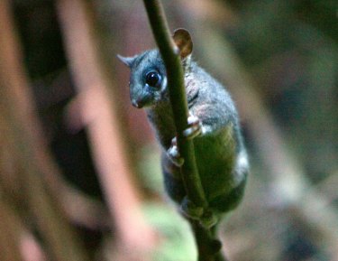 An Australian Conservation Foundation campaigner says species such as the leadbeater's possum are at risk of extinction if habitats aren't protected.