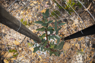 One of the plantings that is taking hold in its new home. The secret location was chosen because of its suitable soils but also because it will likely be suited to predicted climate change in the region.