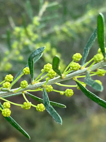 <i>Acacia lineata</i> growing in the Royal Botanical Gardens Melbourne.