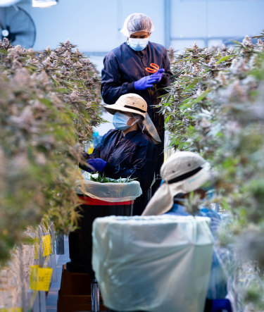 Workers trimming cannabis plants. The flower heads will be processed for medicinal sale, and sold as flowers or an oil product.