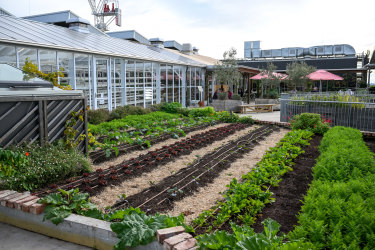 Productive green roofs, such as the Burwood Brickworks urban farm, have very high maintenance requirements