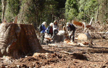 Members of the North East Forest Alliance audit logging in the Girard State Forest.