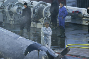 A Japanese inspector and crew  members take pictures of the whale. 