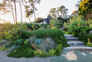 Bernard Trainor has used South African, Australian and Mediterranean basin species in his home garden in California