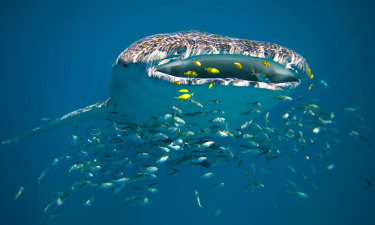 A Whale shark filter feeding off Ningaloo Reef, Western Australia. The fish also no longer needs a recovery plan, the environment department says.