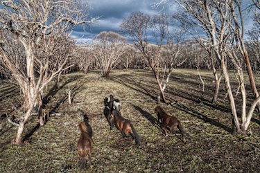 Feral horses on Long Plain in the Kosciuszko National Park. 