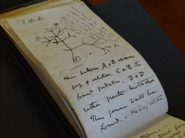 Charles Darwin’s Tree of Life sketch.                               