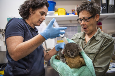 11-month-old Summer receiving treatment at the Friends of the Koala hospital in Lismore.