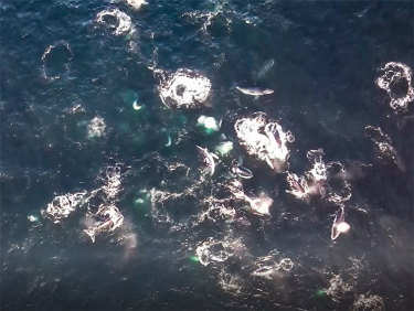 ‘We were blown away’: Macquarie University’s Rob Harcourt was among those to encounter one of the humpback super-groups off the NSW South Coast last year.