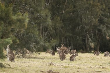 Kangaroos seen at a site which has been approved for housing development, in Tuross Head.