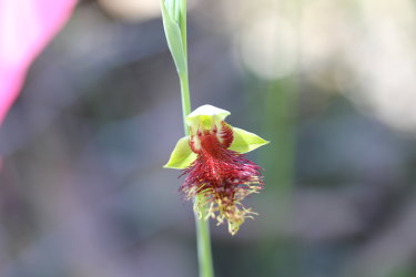 Orchid. Calochilus pulchellus.