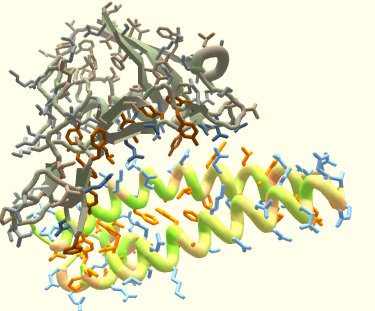 An image from Foldit. The coronavirus spike is shown (in grey) binding to the human receptor protein (in colour)