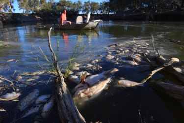 Graeme McCrabb, a local resident inspects some of the potentially millions of dead fish in the Darling River near Menindee in January 2019.