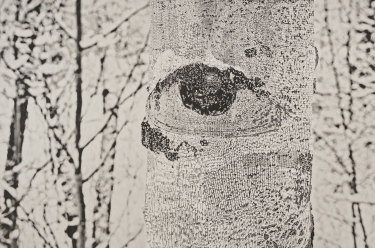 Aspen Tree II by Joshua Yeldham.