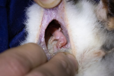 A bilby pup grows inside her motherâ€™s pouch, soon to add to the growing population of the reintroduction marsupial.