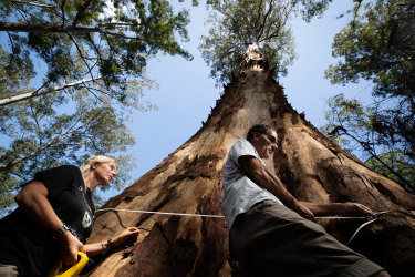 'Old Spottie': Joslyn van der Moolen and Nick Hopkins measure the girth of the tallest known spotted gum anywhere, in the South Brooman State Forest in NSW. The giant tree, estimated at more than 70 metres tall, is in an area slated for logging after next September.