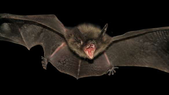 Bats' ability to carry diseases yet not get sick might stop next human outbreak