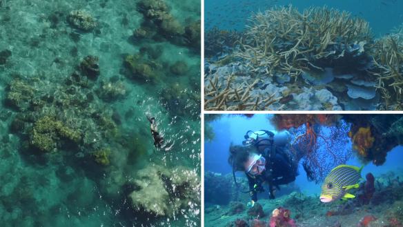 An estimated 73 per cent of the Great Barrier Reef has suffered “prevalent bleaching”.