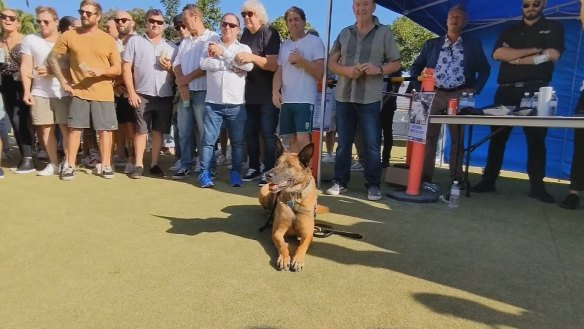 Manic, a 10-year-old army service dog, has been granted an honorary membership at Cronulla RSL.