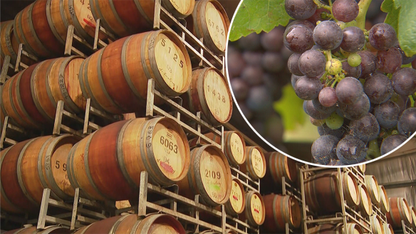China will drop tariffs on Australian wine, reopening a $1.1 billion market after years of being blocked.